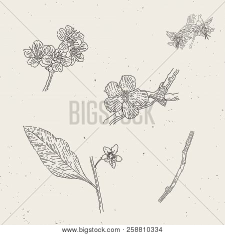 Endgraved Vintage Hand Drawn Leafs Linear Illustrations