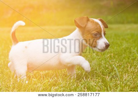 Little Puppys Are Walking And Playing On The Street In The Grass