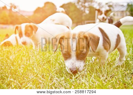 Little Puppys Are Walking And Playing On The Street In The Grass