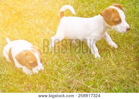 Little Puppys Are Walking And Playing On The Street In The Grass