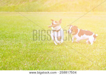 2 Dogs Run With A Stick In Their Mouths And Cheer