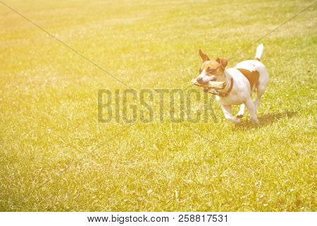 Dog Running With A Stick In The Mouth Is Playing