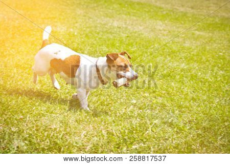 Dog Running With A Stick In The Mouth Is Playing