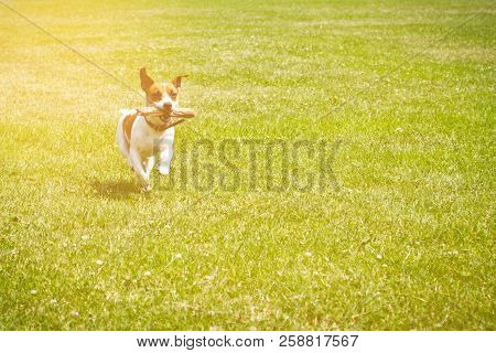 Dog Running With A Stick In The Mouth Is Playing