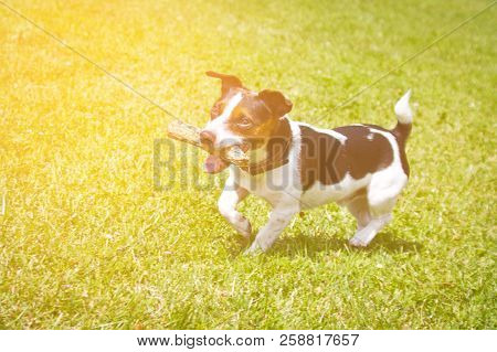 Dog Running With A Stick In The Mouth Is Playing