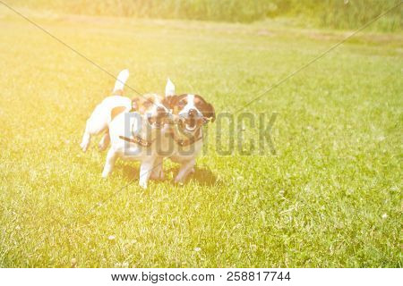 2 Dogs Run With A Stick In Their Mouths And Cheer