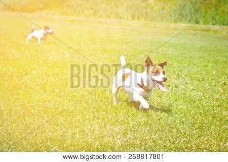 Dog Running With A Stick In The Mouth Is Playing