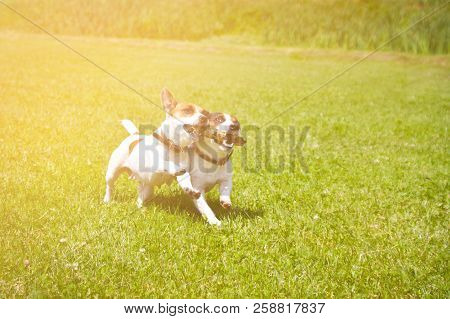 2 Dogs Run With A Stick In Their Mouths And Cheer