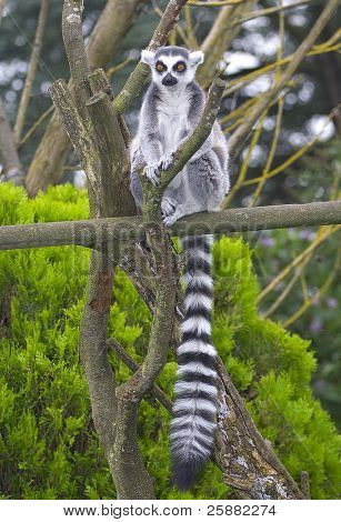 Prsten sledoval Lemur, Lemur Kata, sedí na bidýlku