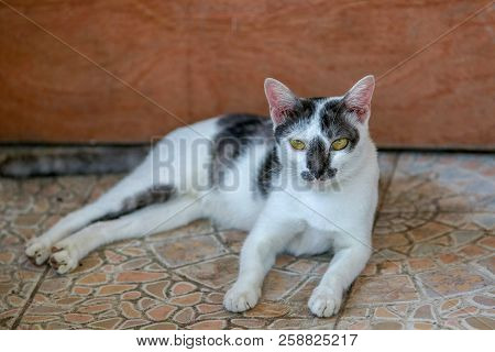 The Cats Are Staring At Curiosity The Outside Home (striped Funny Cat Or Color, White, Black)
