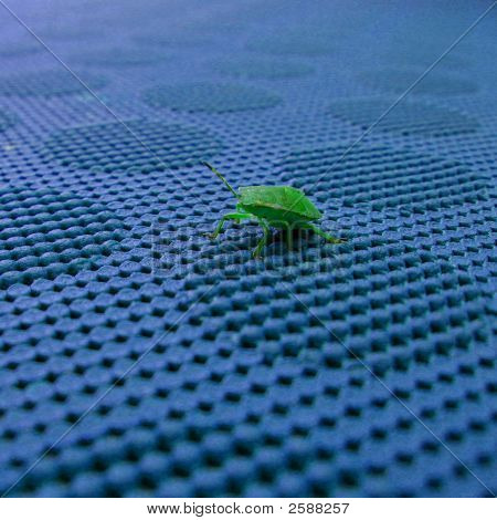 Bug do escudo verde