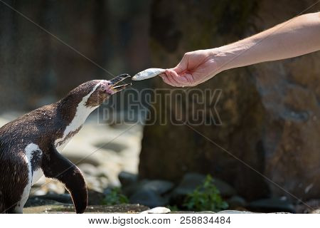 Hand Feeding A Humboldt Penguin With A Fish. This Species Is Also Referred To As Peruvian Penguin, O
