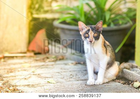 The Little Cats Are Staring At Curiosity The Outside Home