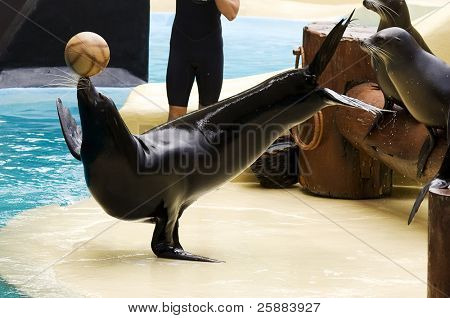 Un performante sealion bilanciamento una palla