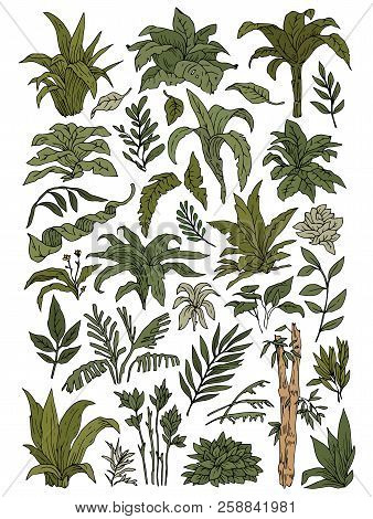 Green Tropical Leaves Set Vector Collection Background