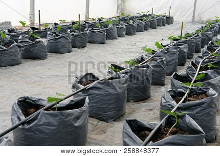 Yard Long Bean Growing In Greenhouse Plant Nursery With Drip Water Irrigation