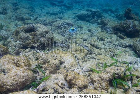Single Surgon Major Swimming Over An Eel Fish