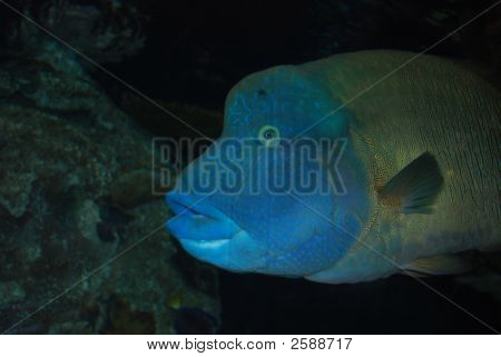 Blu