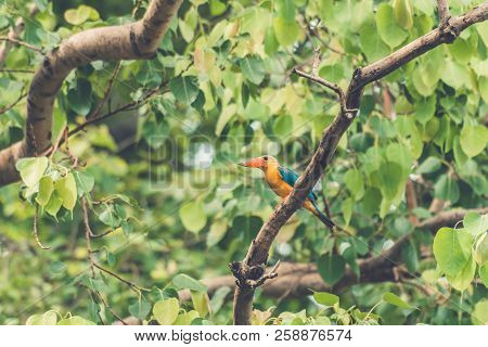 Blue And Yellow Kingfisher Bird In A Tree