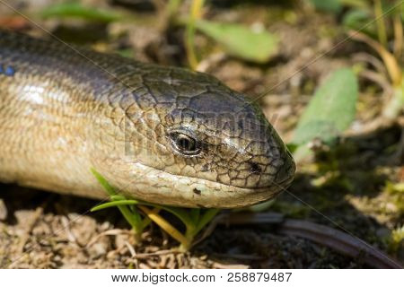 Anguis Fragilis (legless Lizard) In Natural Habitat