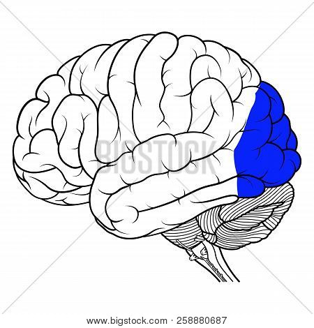 Occipital Lobe Of Human Brain Anatomy Side View Flat