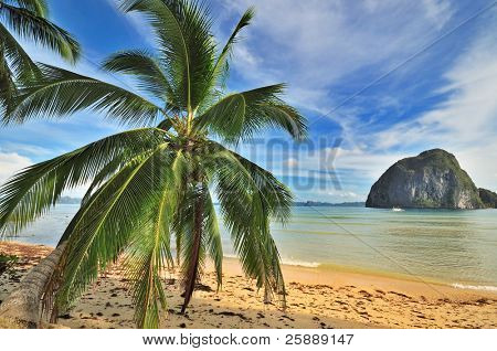 Bounty Tropical Paradise Beach with Palm