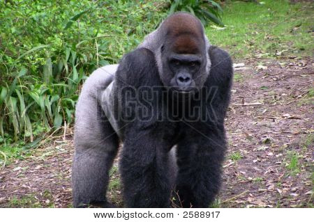 Gorilla