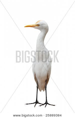 Aigrette isolé permanent droites