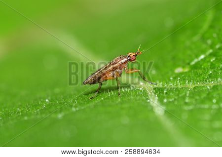 The Bedbug Sits On A Leaf.in The Morning The Grass Is Covered With Dew.