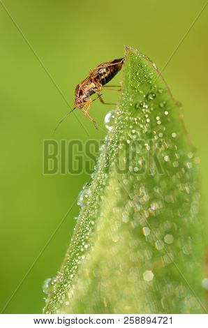 The Bedbug Sits On A Leaf.in The Morning The Grass Is Covered With Dew.