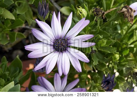 African Daisy In Garden ( Osteospermum Ecklonis ) On Green Background