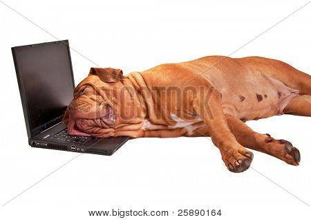 perro durmiendo en un bloc de notas después de un largo día en la oficina