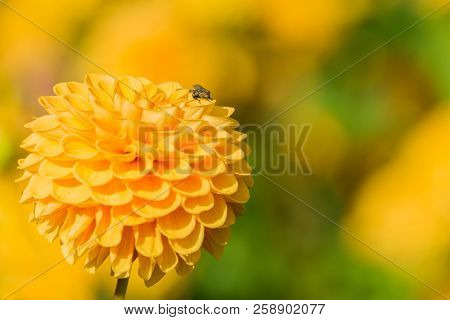 Close-up Of A Beautiful Yellow Ball Dahlia In The Summertime.
View To A Little Fly On A Yellow Color
