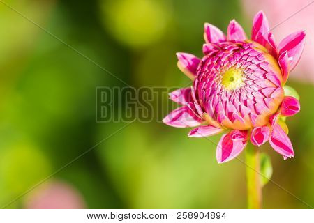 Close-up Of A Beautiful Pink Ball Dahlia In The Summertime.
View To A Purple Ball Dahlia Bud On A Su
