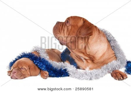 Tired puppy felt asleep while waithing for Christmas
