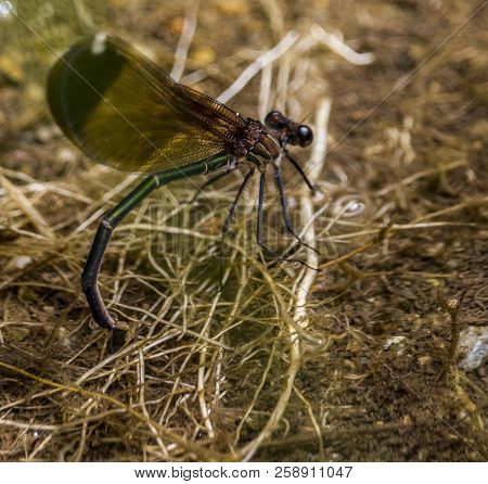 Lying Horse Devil Flying Insect That Lives In Rivers And Damp Places