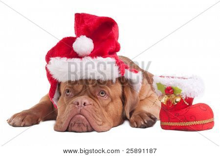 크리스마스 모자와 크리스마스 부팅 Dogue 드 보르도