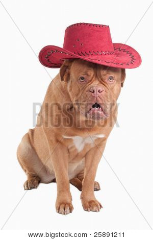 lustige Dogue de Bordeau mit roten Cowboy-Hut