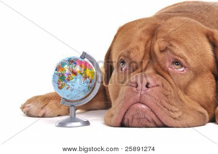 Dünya ile köpek yavrusu Far-off yer düşünmüyor