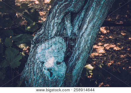 Close-up Of Tree Bark Of Old Tree Wing In Spring. Texture.