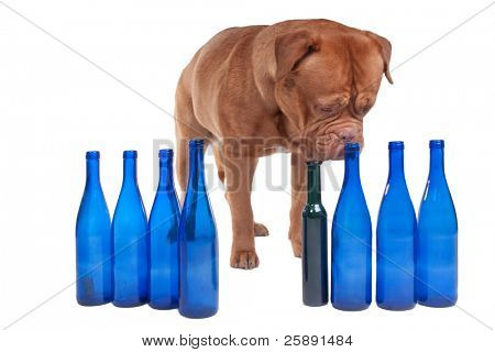 Büyük boş bir şarap şişe boyun kokulu dogue de bordeaux