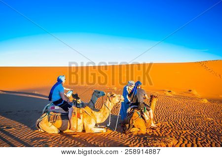 Persons Doing Camel Trek In The Desert Of Morocco Next To M'hamid