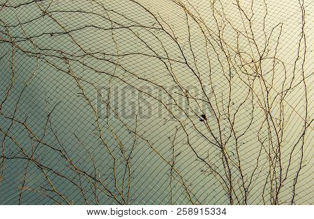 A Unique Photo Of Bright Tender Offshoot  Of A Tree Growing