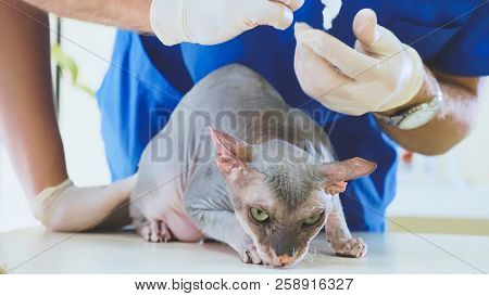 The Veterinarian Is Cleaning The Ears Of A Bald Sphinks Cat At Veterinary Clinic
