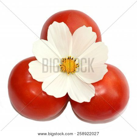 Vegetarian Food. Three Red Tomatoes And A White Flower Of Cosmea.isolated White Background. The Conc