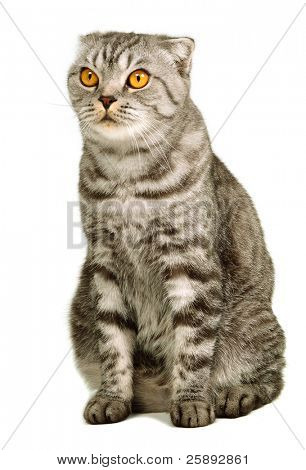 Scottish fold gatto seduto isolato su sfondo bianco