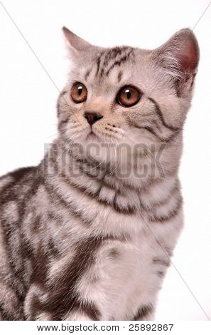 Ritratto di cucciolo di Scottish fold isolata on white background