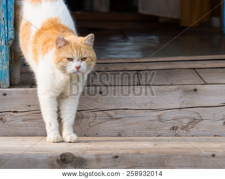 A Red Cat Is Standing On The Porch