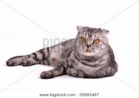 Scottish fold gatto sdraiato isolato su sfondo bianco