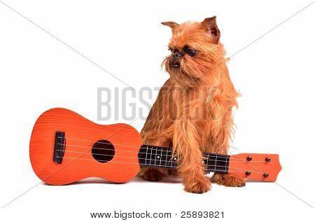Hund med guitar, studio skud